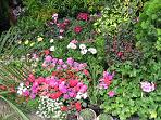 Vista de Flores de Varios Tipos